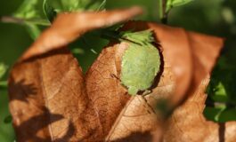 image b584b9dc fd35 4e97 8945 25ffd9408eb1 265x160