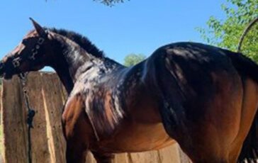 dujardin equitazione