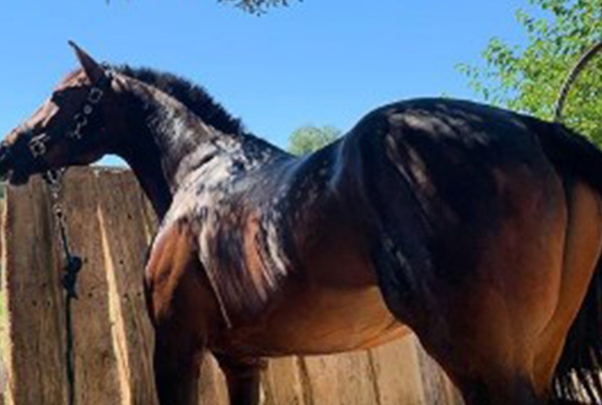 La campionessa di equitazione Dujardin dice addio alle Olimpiadi: filmata mentre frusta un cavallo in allenamento