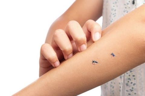 Come difendersi dalle zanzare in estate: consigli e rimedi naturali