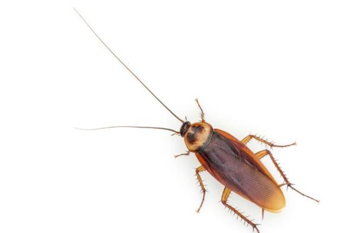 Scarafaggi in casa: i metodi naturali