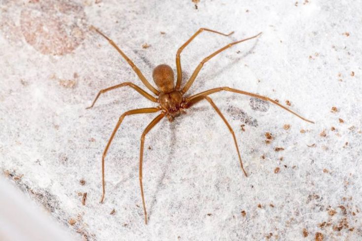 Ragno violino, cos’è e come riconoscere il suo morso