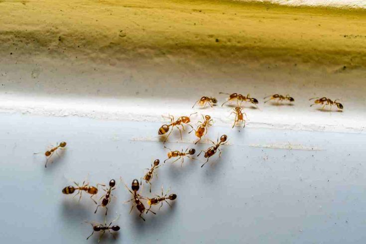 Formiche in casa: come allontanarle con i rimedi naturali