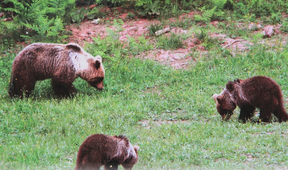 L'orsa JJ4 sarà trasferita in Germania: dal centro faunistico Casteller di Trento ad una struttura nella Foresta Nera
