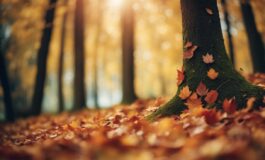 1216x832 11 20 45 54 630405492 265x160