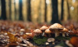 1216x832 15 18 00 40 531137510 265x160