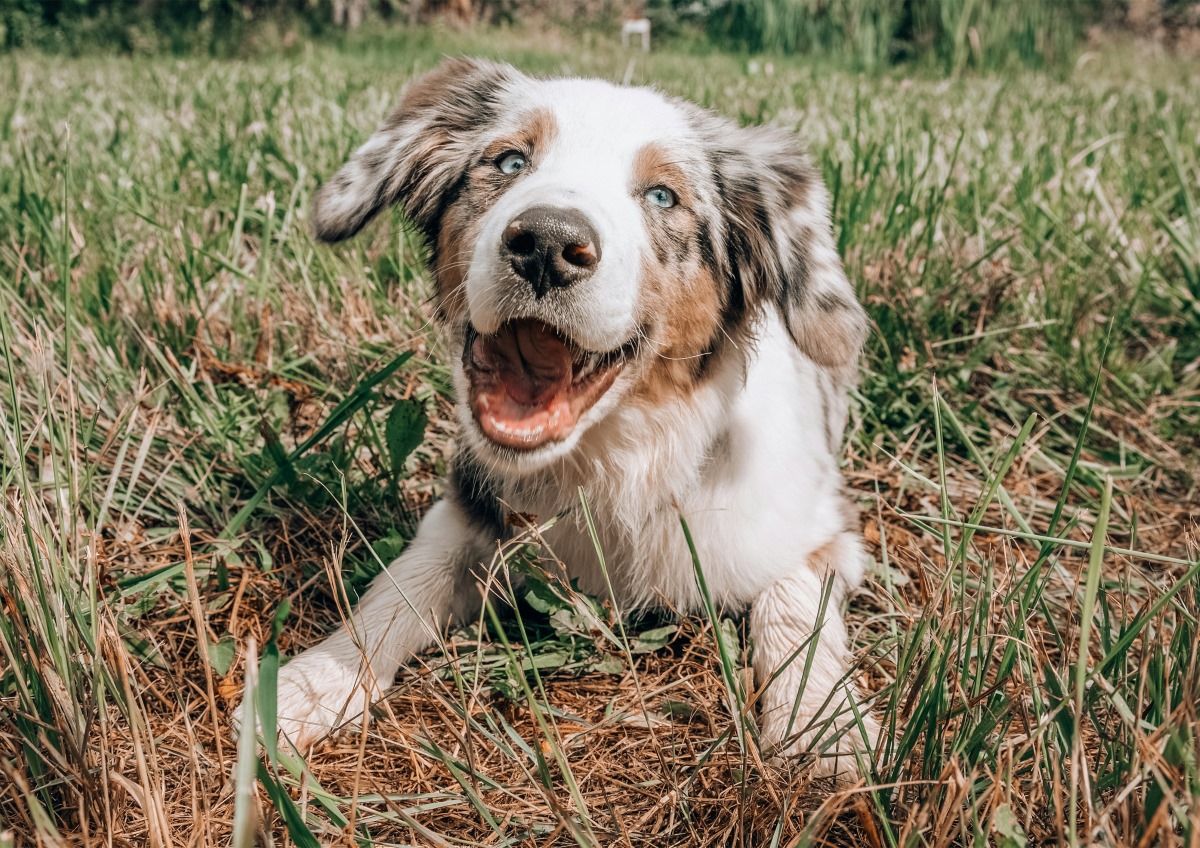 Guida completa ai parassiti del cane: interni ed esterni