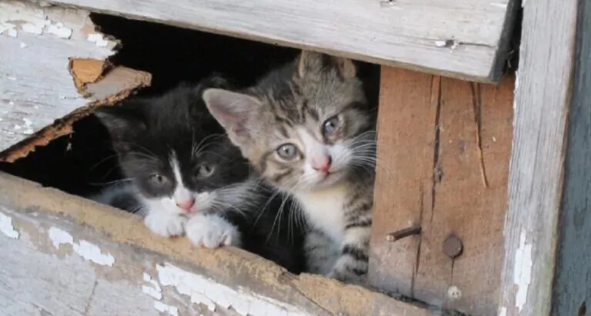 Sognare un gatto nero, tutte le interpretazioni: cosa significa?