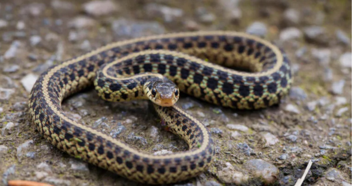 Sognare serpenti, il significato nascosto: cosa significa?