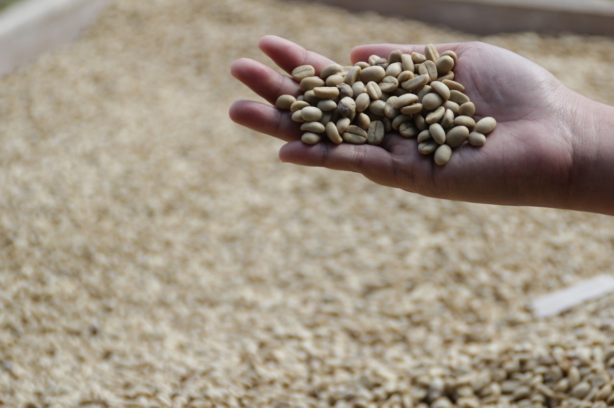 Le ragioni dietro l'esclusività e il costo elevato del kopi luwak: il caffé più caro del mondo