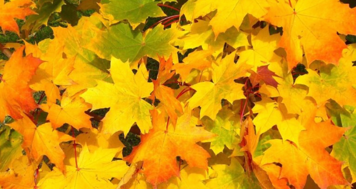 Arriva l'equinozio d'autunno: quando sarà quest'anno e perchè