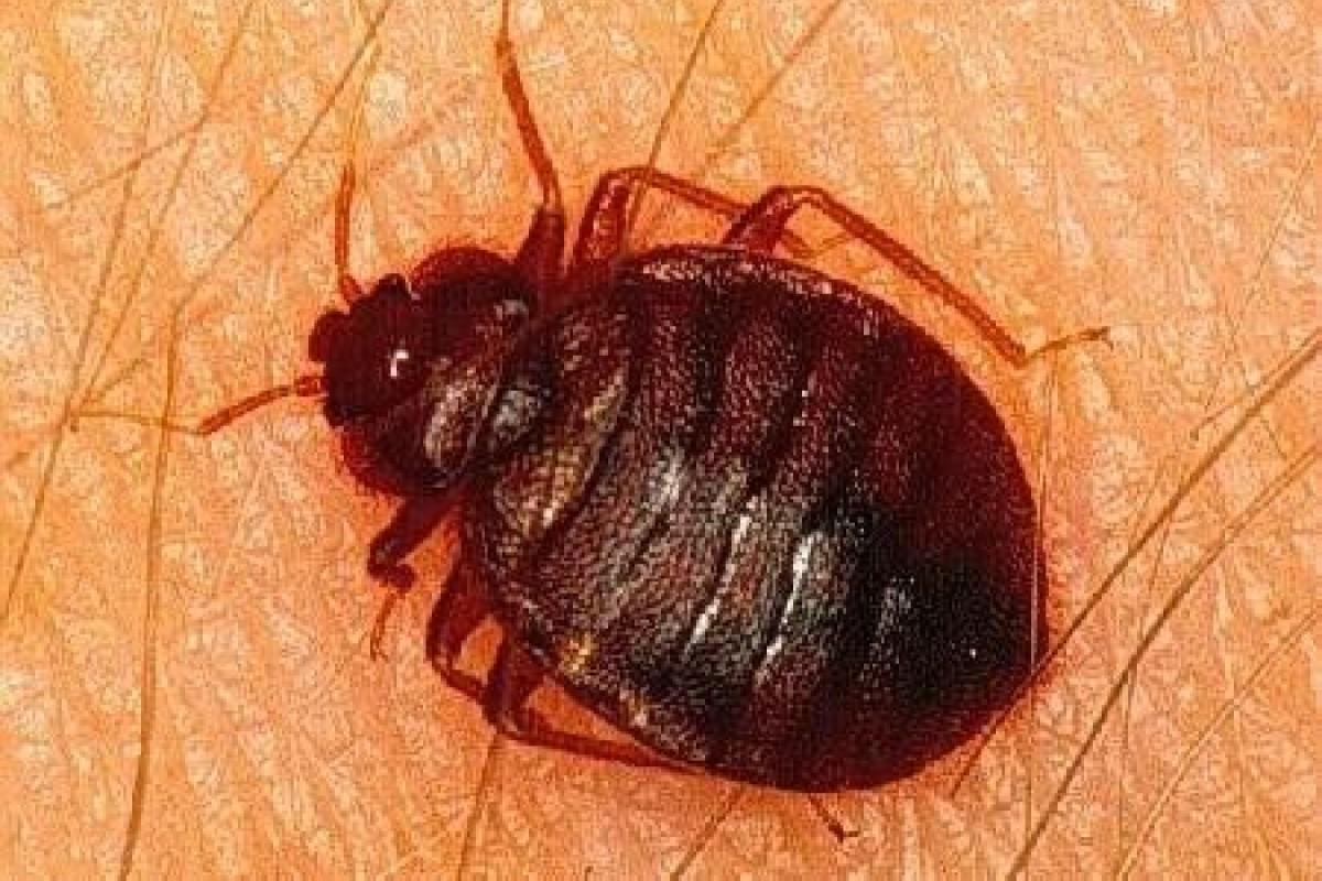 Cimici dei letti: come limitare l'accesso in casa