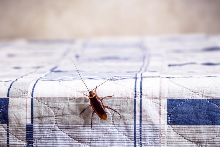 Insetti in casa in autunno: come allontanarli naturalmente