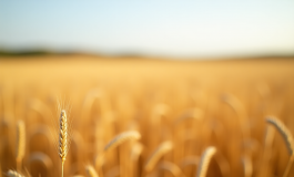 Industria del Saskatchewan influenzata da Trump