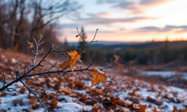 Pettirosso in volo durante il suo lungo viaggio