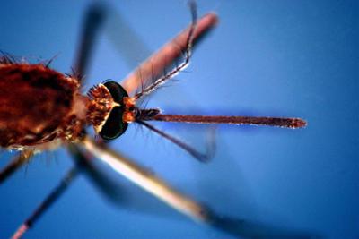 Dengue, nel microbioma delle zanzare un batterio alleato per controllarla: lo studio