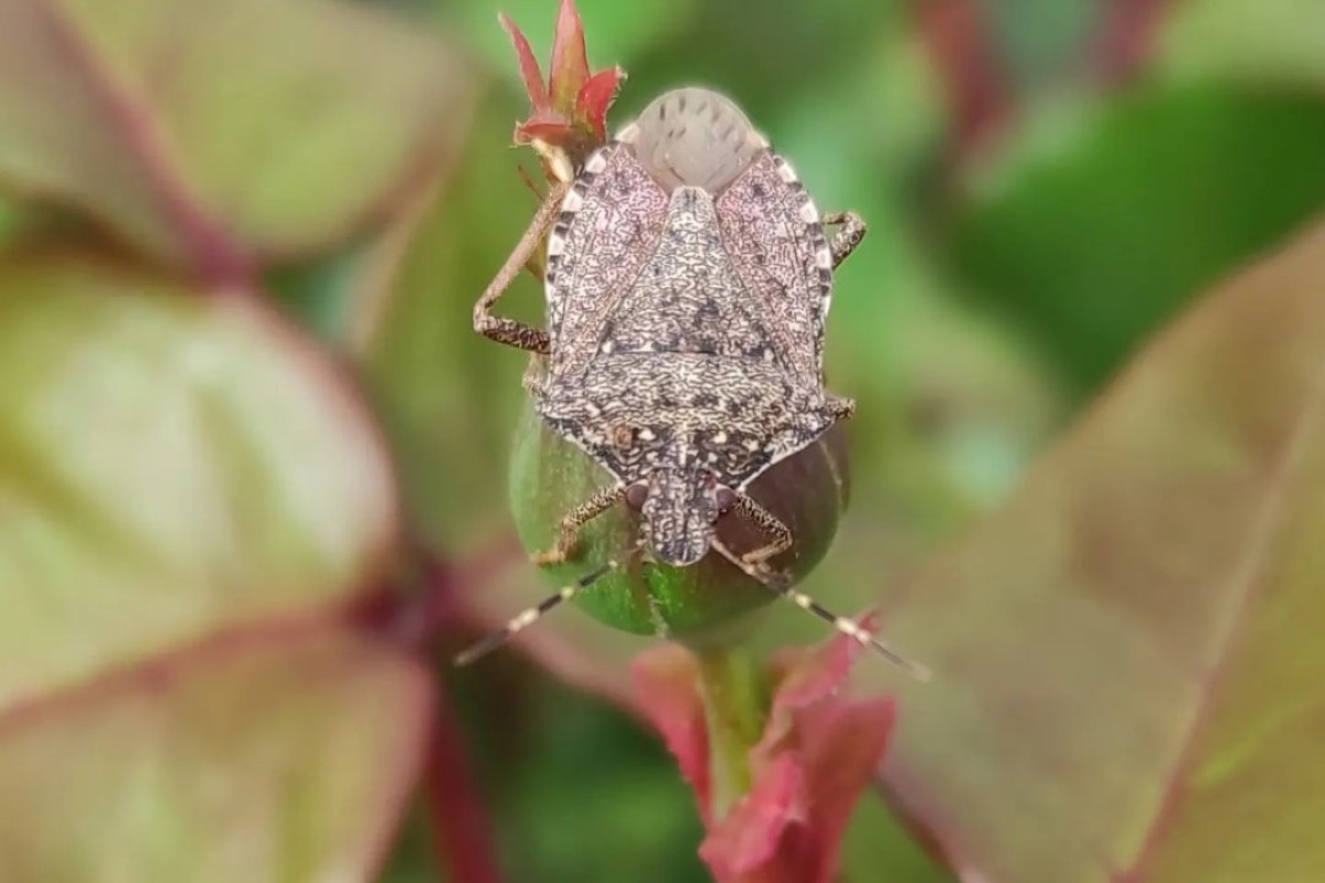Cimice asiatica sulle pinate: come impedire i danni