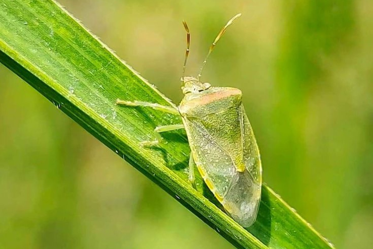 Invasione cimici: rimedi e accorgimenti