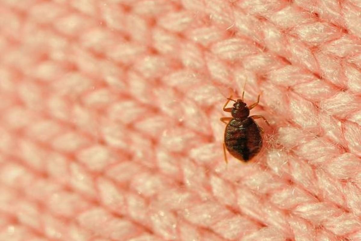 Infestazione cimici dei letti: come avviene