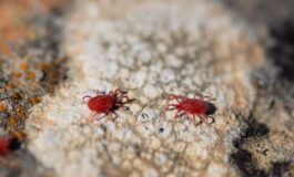 Ragnetto rosso: infestazioni e rimedi per allontanarlo