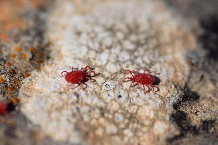 Ragnetto rosso: infestazioni e rimedi per allontanarlo