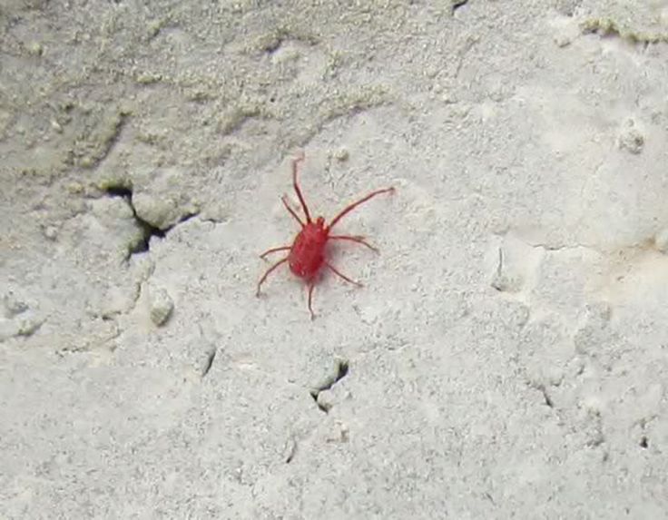 Ragnetti rossi: come tenerli lontani dalle nostre case