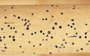 Tarli del legno: come riconoscerli ed agire tempestivamente