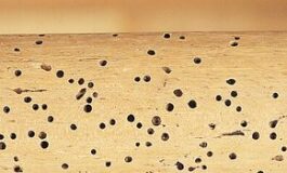 Tarli del legno: come riconoscerli ed agire tempestivamente