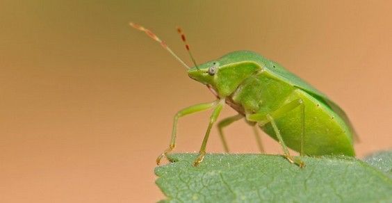 Cimici verdi: come prevenirle e allontanarle con i rimedi naturali
