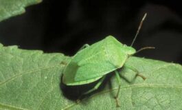 image efd0a285 9b0c 4c18 8300 f87c83456db6 265x160