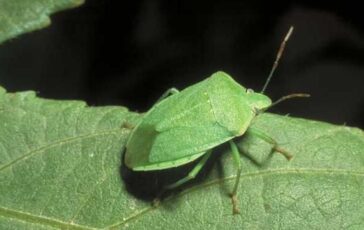 image efd0a285 9b0c 4c18 8300 f87c83456db6 364x230