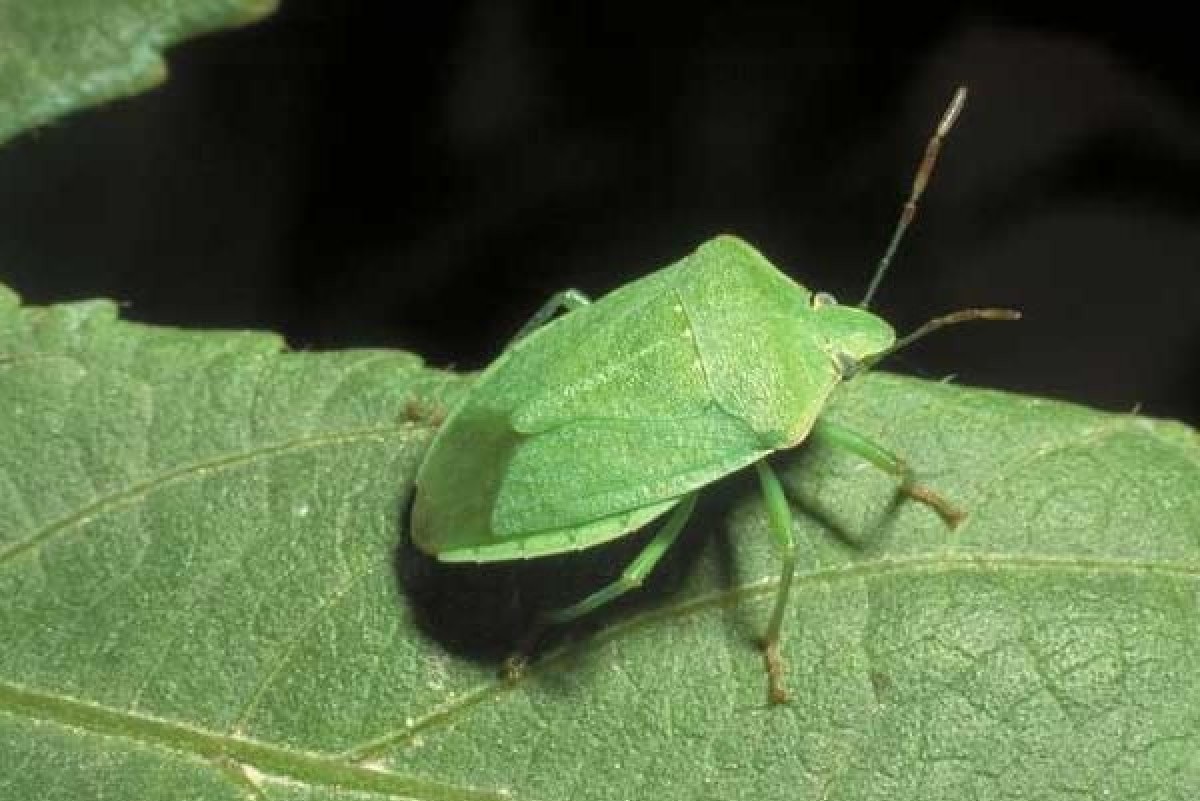 Cimici in casa: da cosa sono attratte