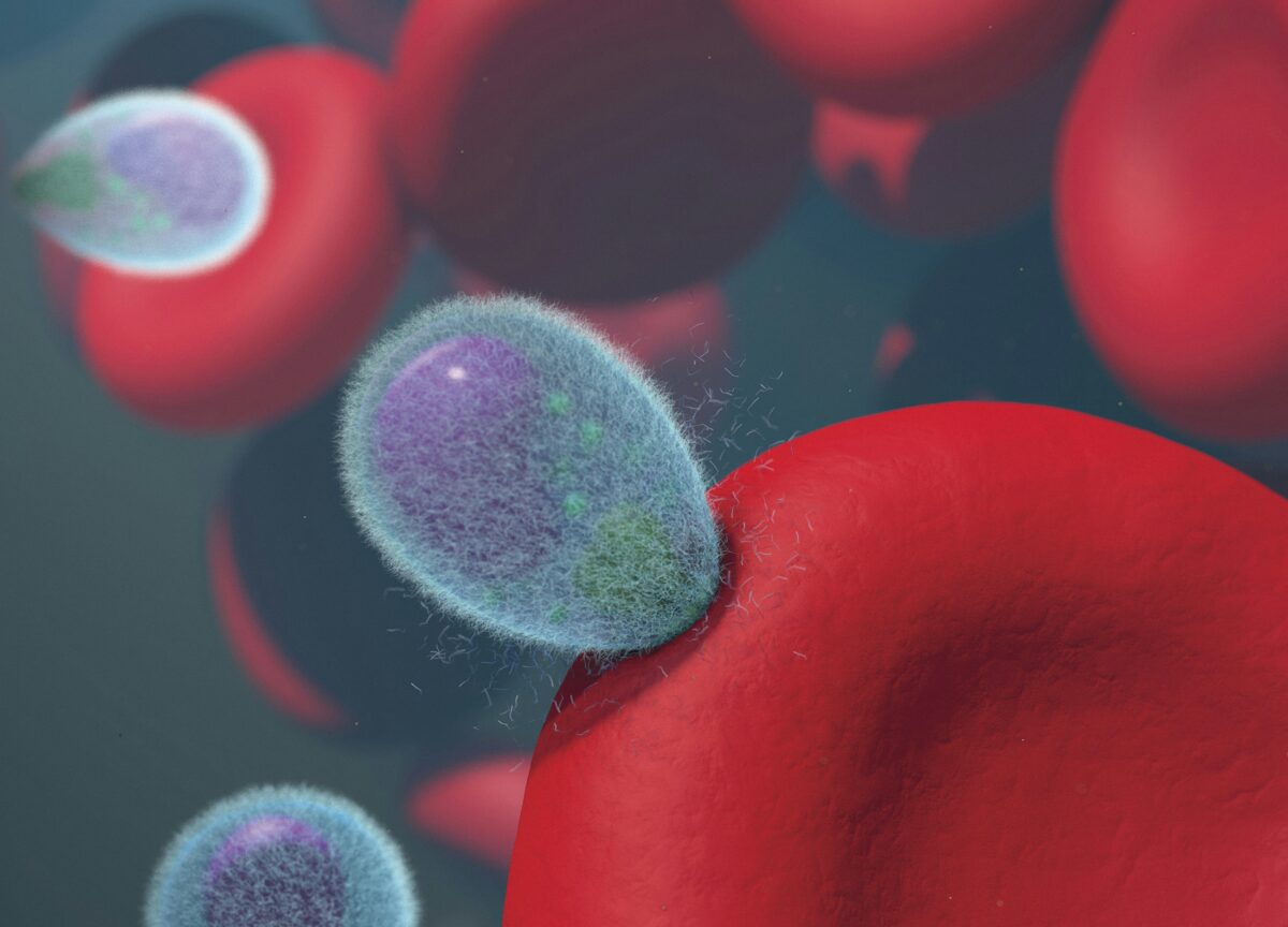 In Veneto scoperto un caso autoctono di malaria