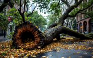 Albero caduto a Roma dopo un incidente tragico