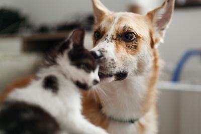 Capodanno: il veterinario, 'a mezzanotte state con i vostri animali, particolare attenzione ai cani'