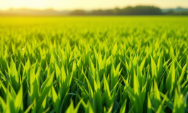 Ritratto di Salvatore Muscas, eroe della Seconda guerra mondiale