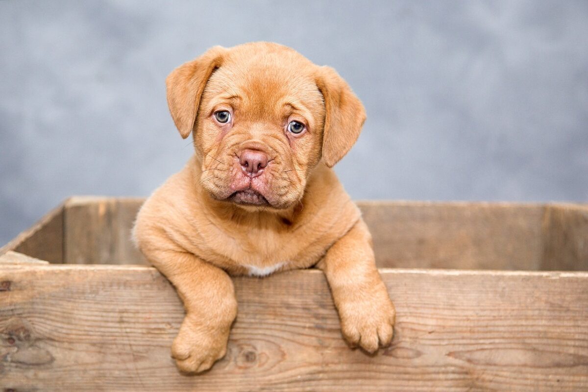 Gli errori da evitare quando si adotta un cane