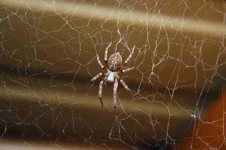 Ragni in casa: cosa li attrae e come allontanarli naturalmente