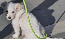 milano ceneri animali