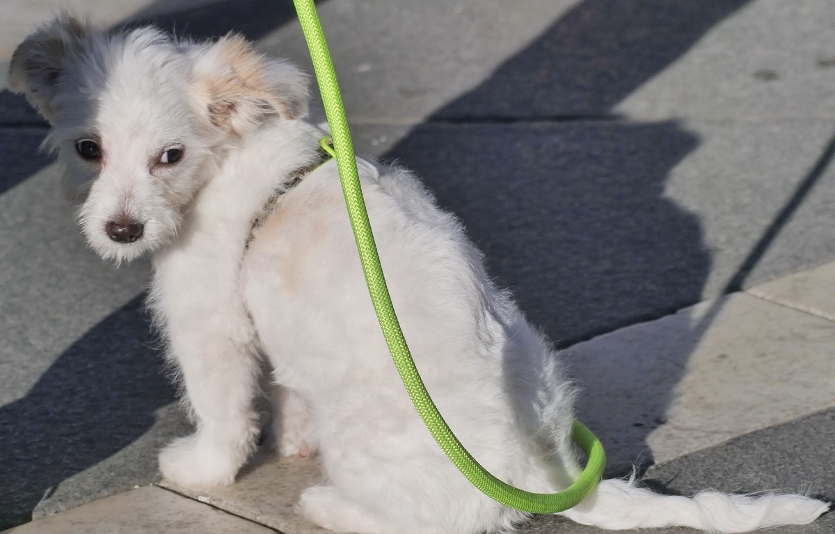 Ceneri degli animali domestici, svolta a Milano: sì alla sepoltura con i proprietari