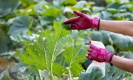 Insetti d'inverno: come proteggere le piante da interno