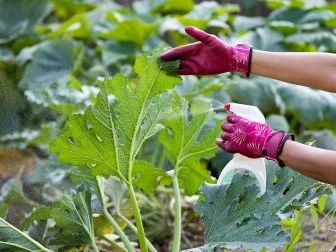 Insetti d'inverno: come proteggere le piante da interno
