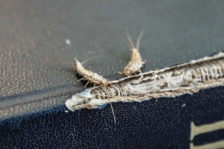 Pesciolini d’argento: come allontanarli con i rimedi naturali