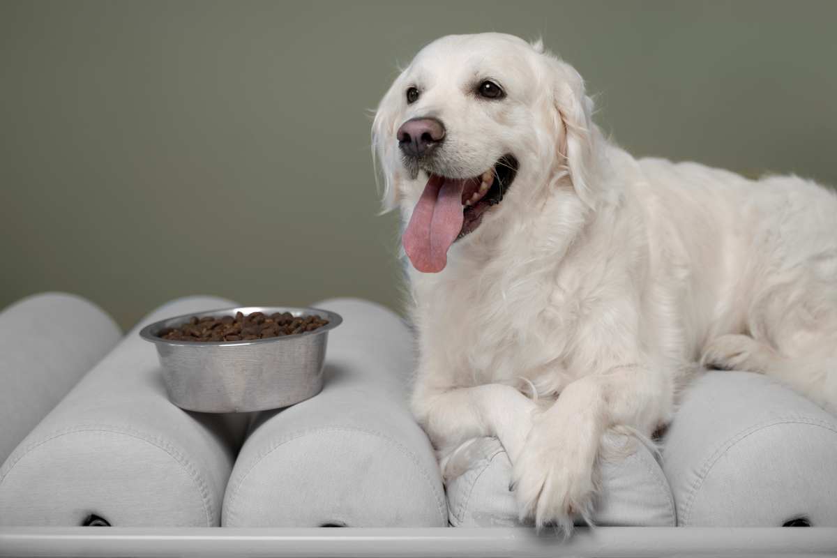 Cani con dermatite: come riconoscere il problema (e affrontarlo)