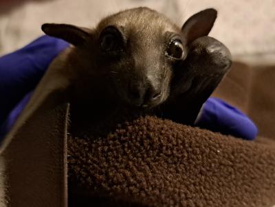Covid, in Cina scoperto nuovo coronavirus, può trasmettersi a uomini da pipistrelli
