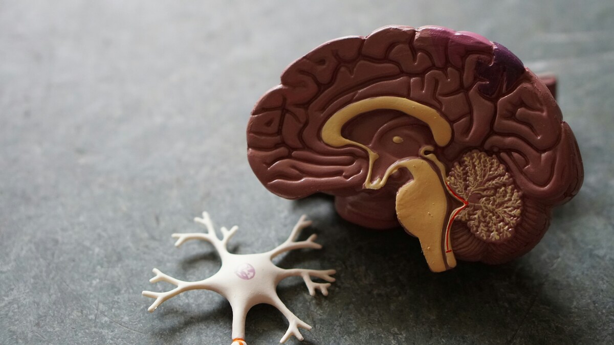 Digiuno intermittente: può davvero rallentare o invertire i segni dell'Alzheimer? Lo studio