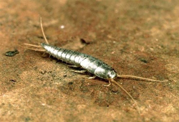 Pesciolini d’argento: che cosa sono e come liberarsene