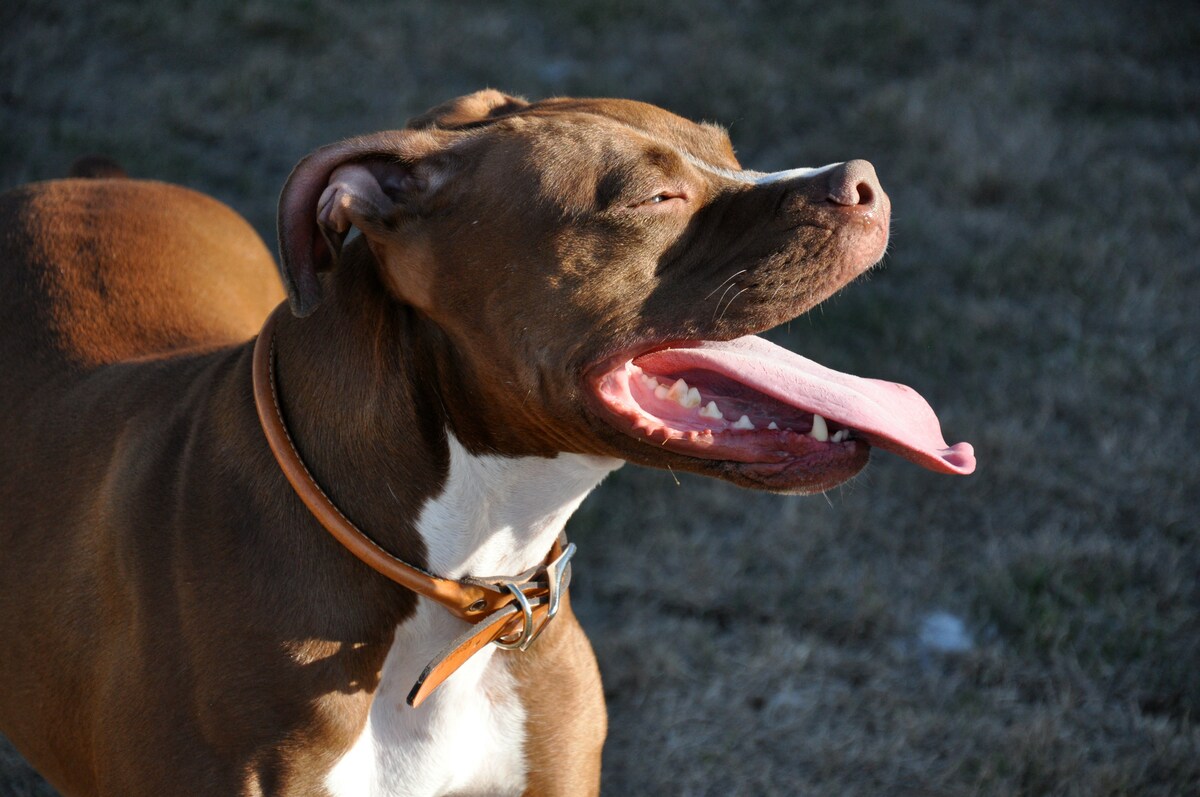 Cosa sbagliamo in Italia nella gestione dei Pitbull? Perché è considerato un cane così pericoloso? La parola degli esperti