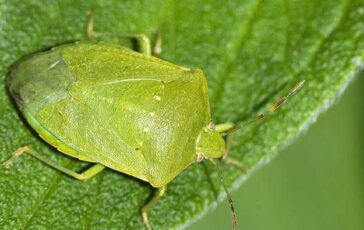 Cimici verdi in casa: come allontanarle a febbraio