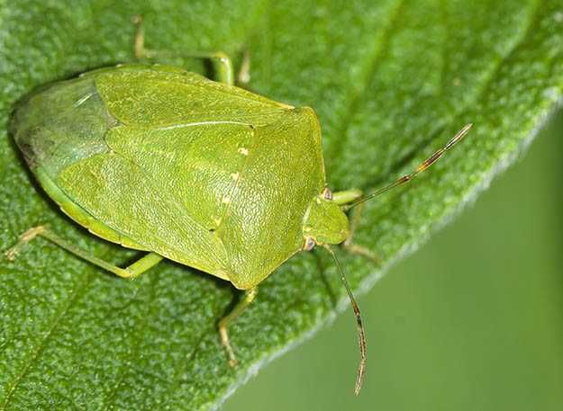 Cimici verdi in casa: come allontanarle a febbraio